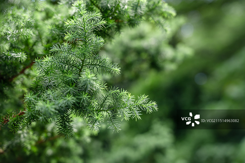 松柏树叶图片素材