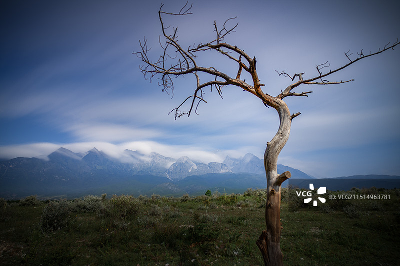 以玉龙雪山为背景的平原枯木风光图片素材