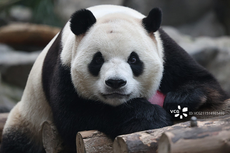 北京动物园大熊猫图片素材