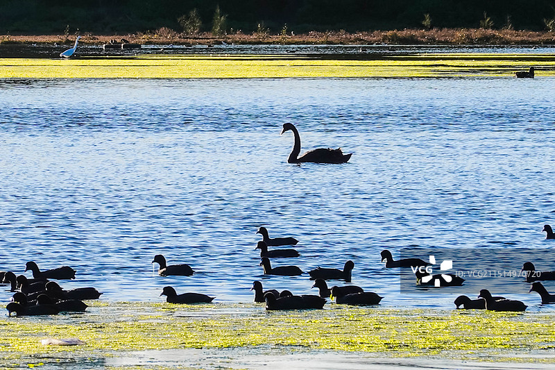 悉尼奥林匹克公园 - 水鸟图片素材