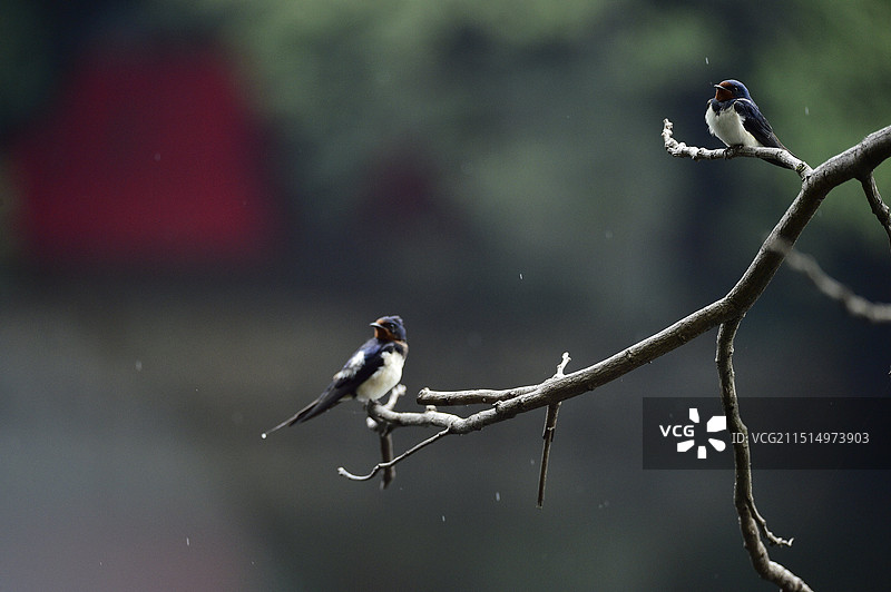 广州流花湖燕子图片素材