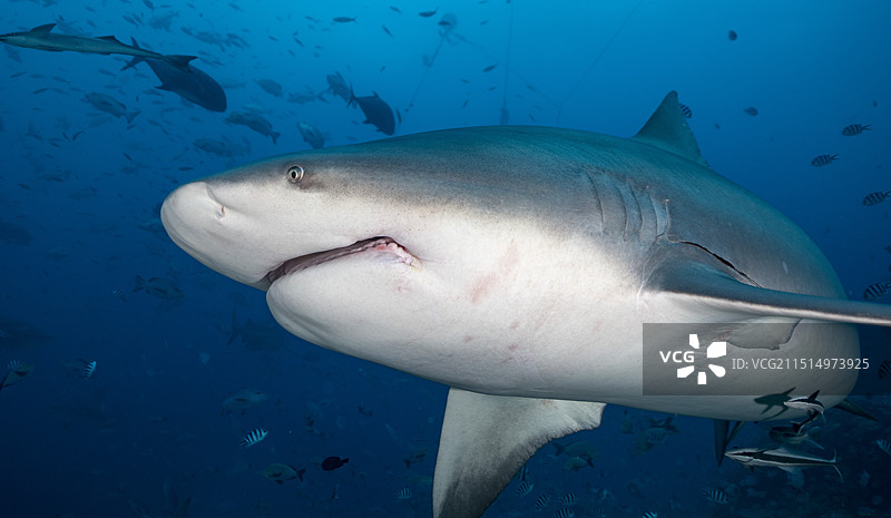 近距离拍摄鲨鱼从面前游过图片素材