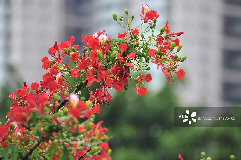 广州海珠桥和花和人群图片素材