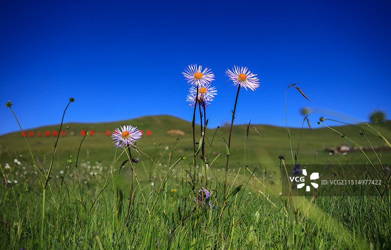 甘南，紫苑花开：广袤的草原上，一簇簇紫苑花，自由，灿烂，恣意图片素材