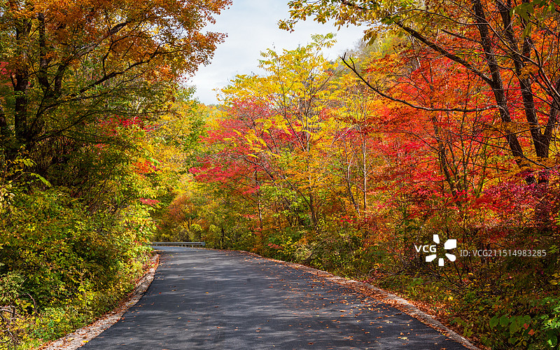 秋天的山坡与红叶图片素材