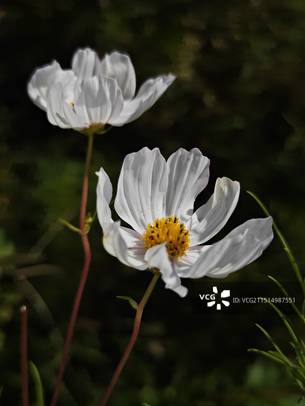 大波斯菊图片素材