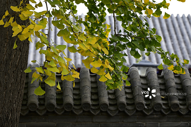 秋天里房檐前金黄色的银杏树枝叶特写镜头图片素材
