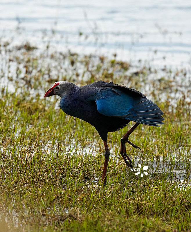 云南腾冲北海湿地骄傲的紫水鸡——大爪图片素材
