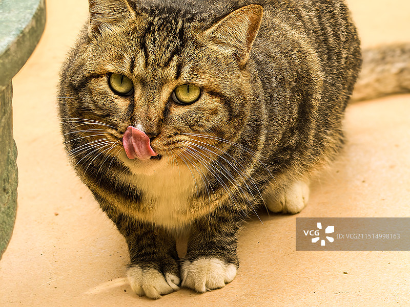 馋嘴的喵，意犹未尽，图片素材