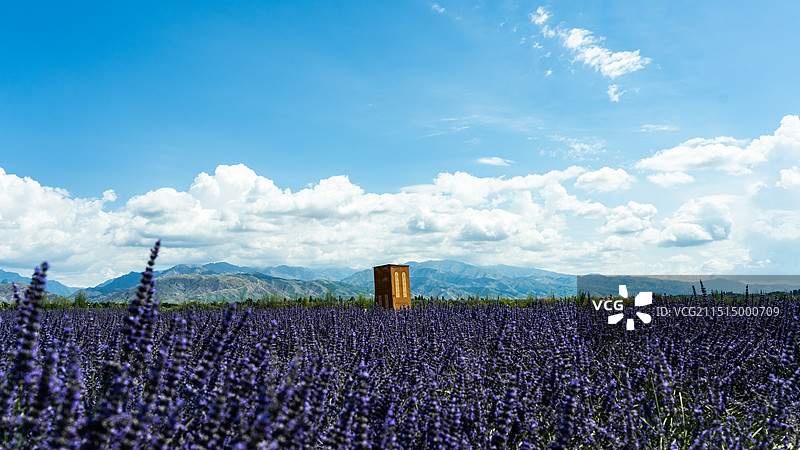 霍城薰衣草图片素材