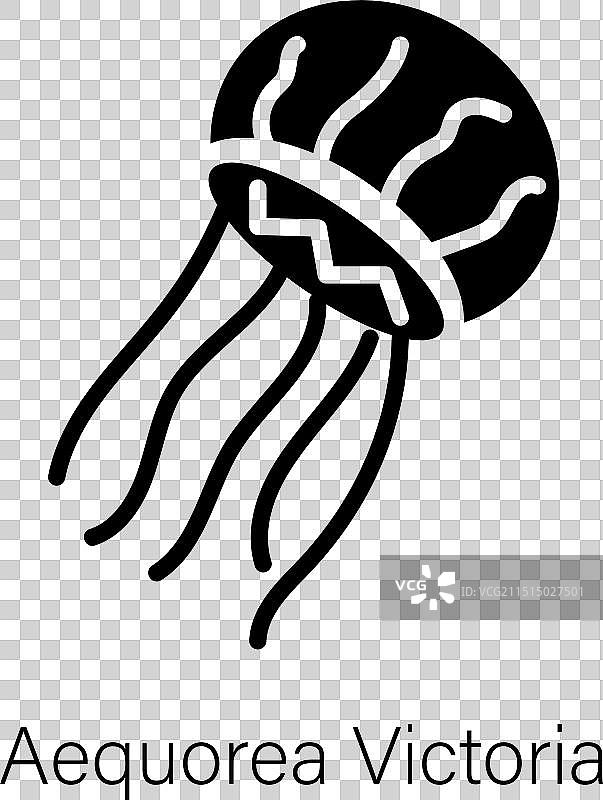 维多利亚多管发光水母图片素材