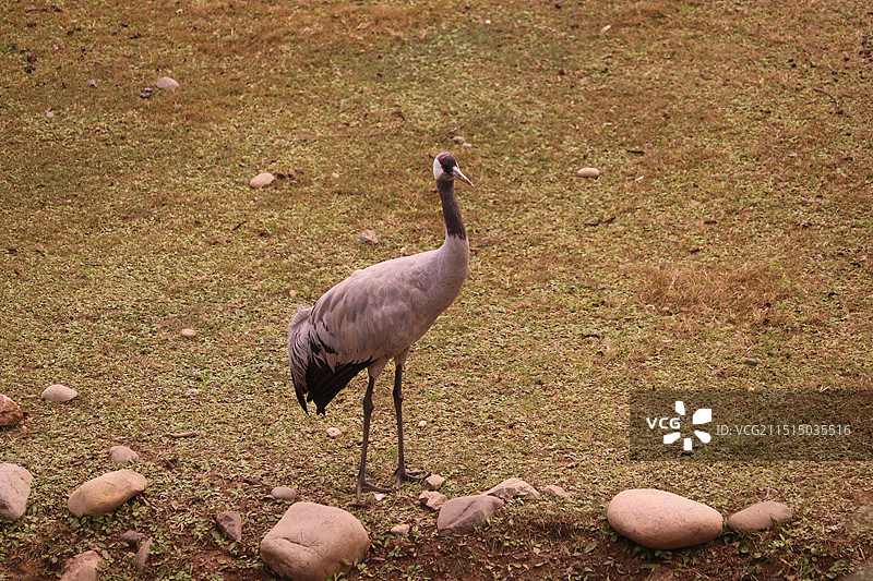 在草地上散步的一只灰鹤图片素材