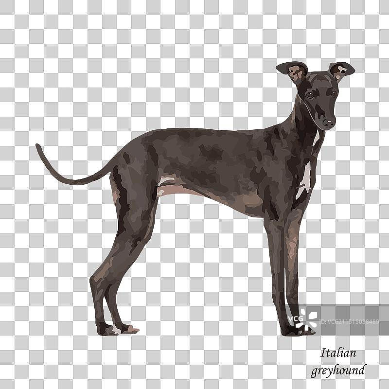 宠物动物： изолированный图片素材