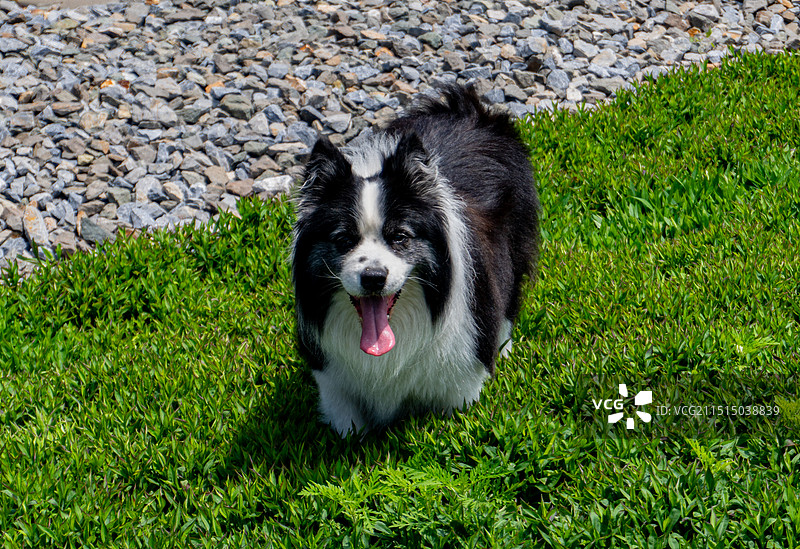 在海边，坐卧的边牧小狗全身像图片素材