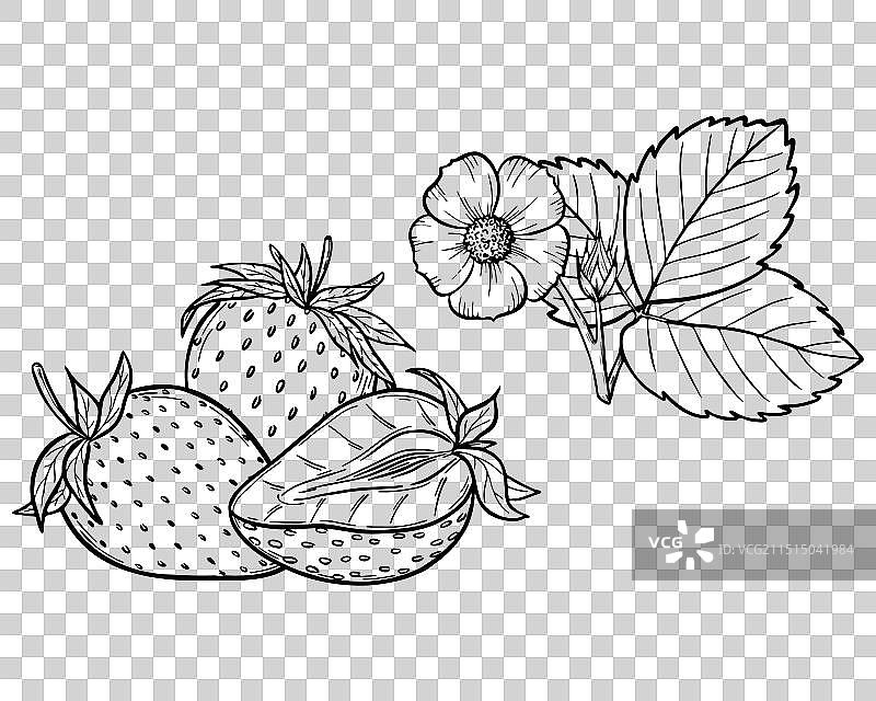 草莓线条艺术与浆果图片素材