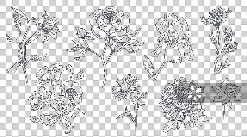 白色背景上的线性花卉图图片素材