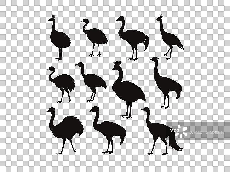 9款食火鸡动物剪影素材图片素材