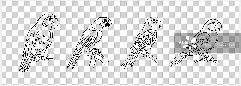 黑白涂色页动物鹦鹉图标图片素材