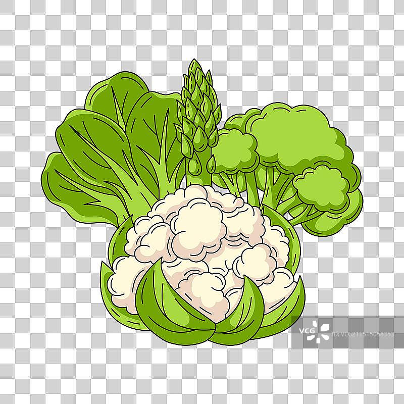 含花椰菜、西兰花、小白菜的方卡图片素材