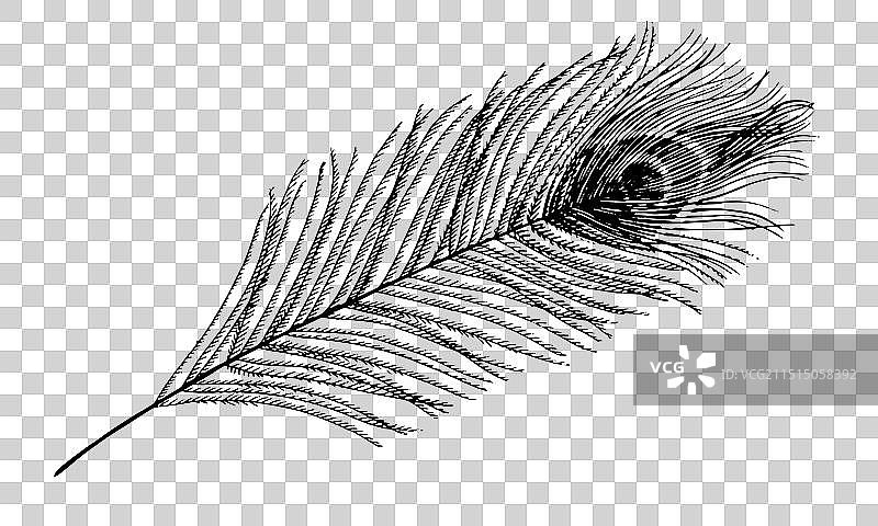 孔雀羽毛黑色线条艺术绘画图片素材