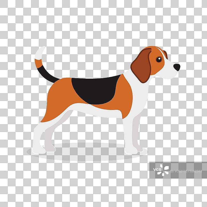 白色背景上孤立的比格犬图片素材