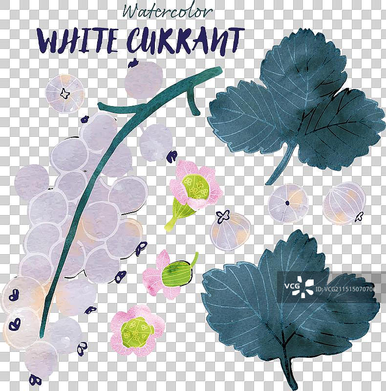 带有叶子和花朵的白色醋栗图片素材