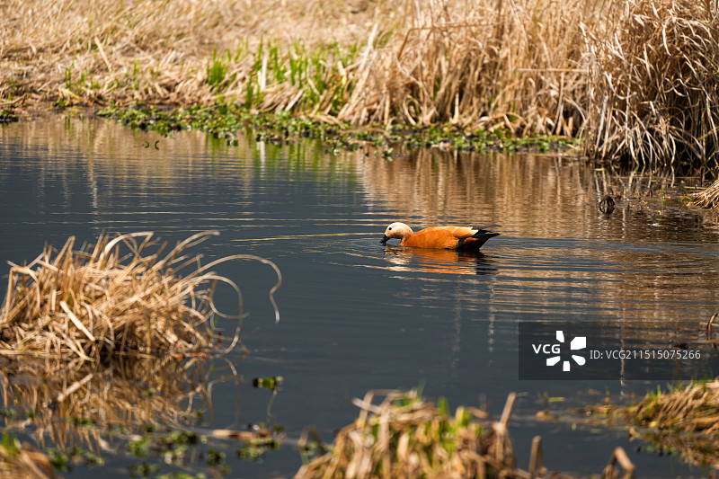 云南腾冲北海湿地的小鸟风景图片素材