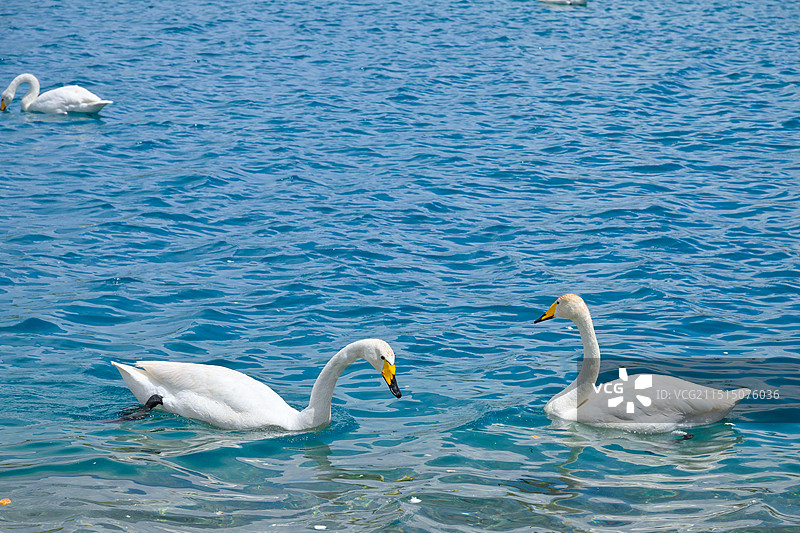 天鹅湾图片素材