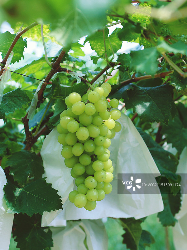 阳光葡萄图片素材