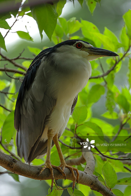 站在树上休息的夜鹭图片素材