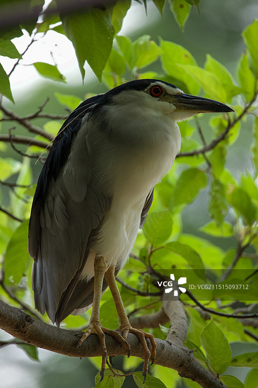 站在树上休息的夜鹭图片素材