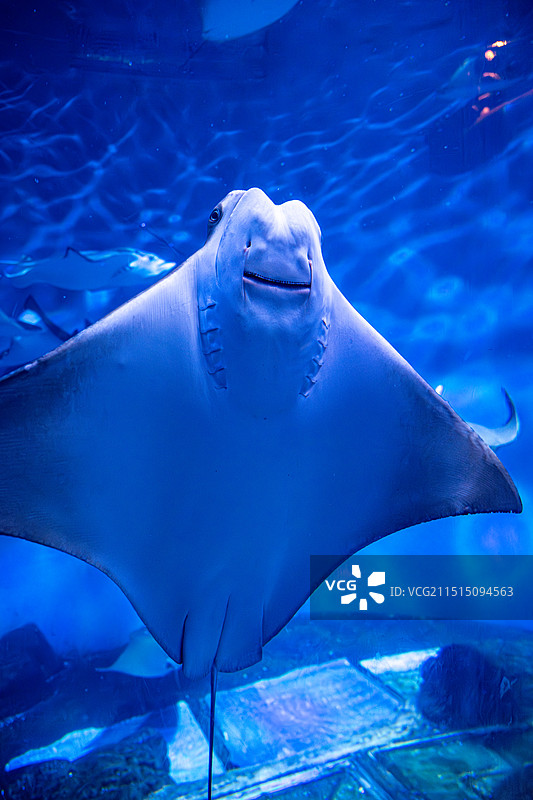上海海洋水族馆图片素材