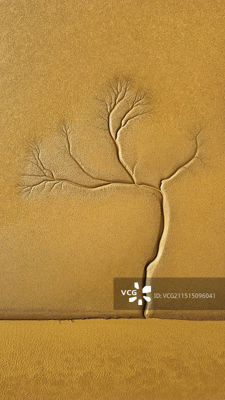 东营大地之树图片素材