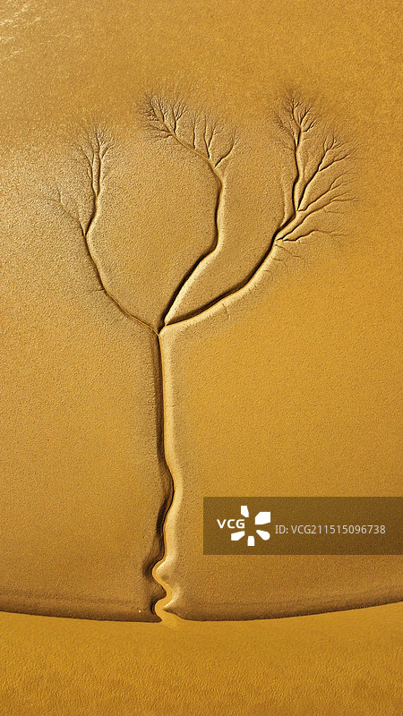 东营大地之树图片素材