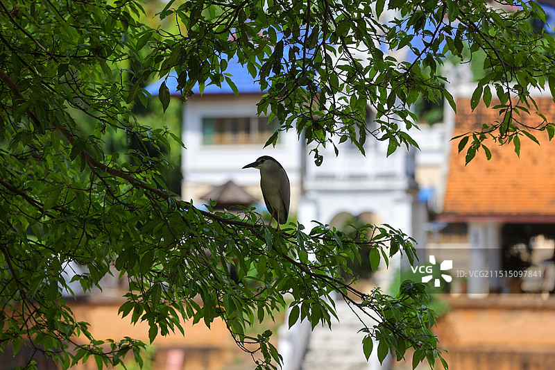树林中箭的树枝上站着一只夜鹭图片素材
