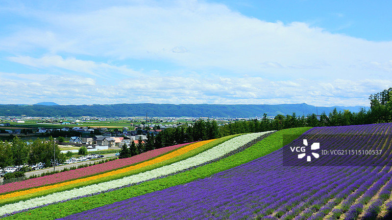 日本北海道富良野市，富良野花的田图片素材