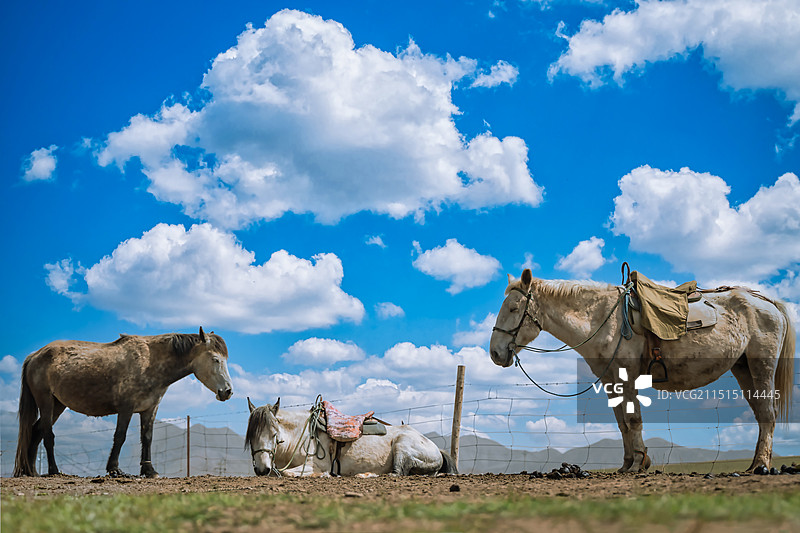 蓝天白云下的马 甘南 桑科草原图片素材