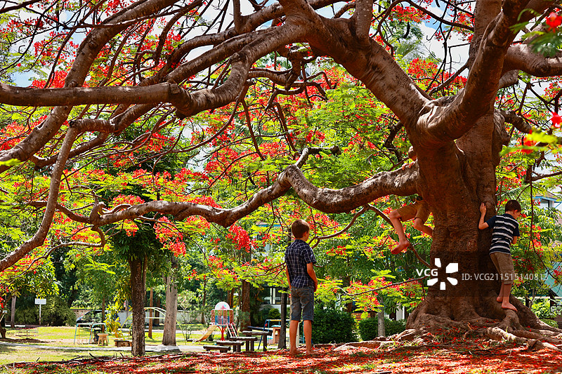 巨大的红色凤凰花树下，两个小男孩在玩耍图片素材