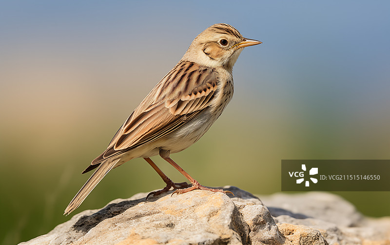 鸟语花香图片素材