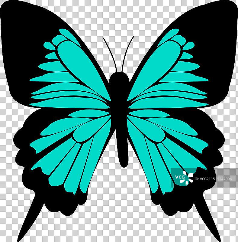 白色背景上的黑色和蓝绿色天堂凤蝶图片素材