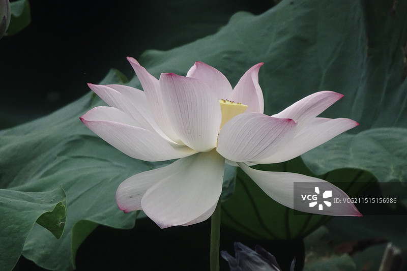 夏有荷图片素材