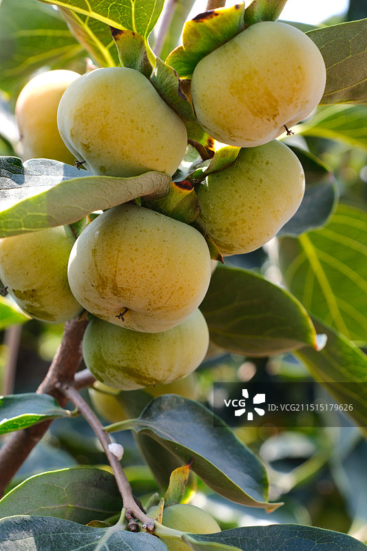 陕西渭南大荔县火晶柿子图片素材
