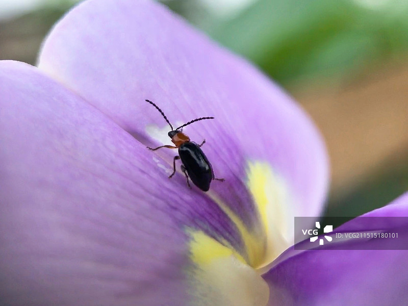 花上的甲虫图片素材