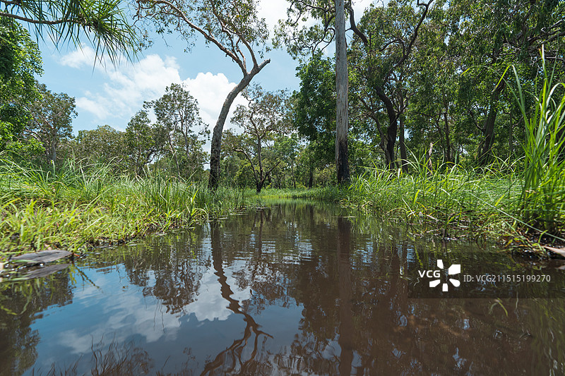 澳大利亚昆士兰州热带雨林图片素材