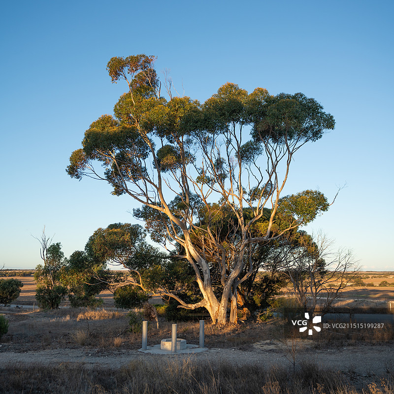 荒野的一颗大树图片素材