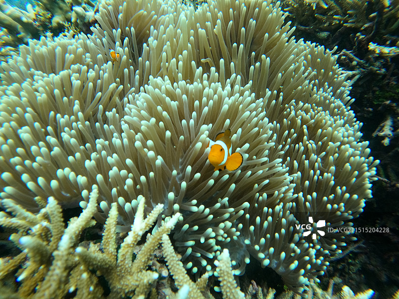 海底世界图片素材