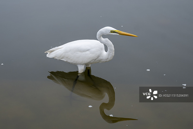 厦门海湾公园白鹭捕食图片素材