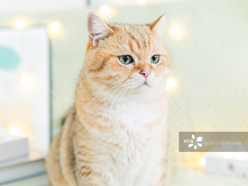 金渐层猫猫宠物在沙发放上灯光氛围感写真宠物可爱的猫猫蓝金渐层居家猫猫摄影照片图片素材