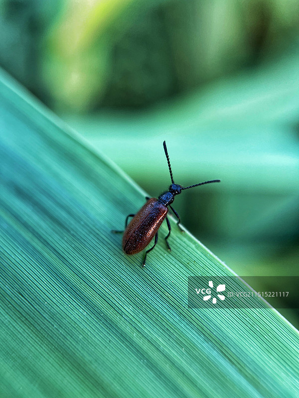 叶上昆虫特写镜头图片素材