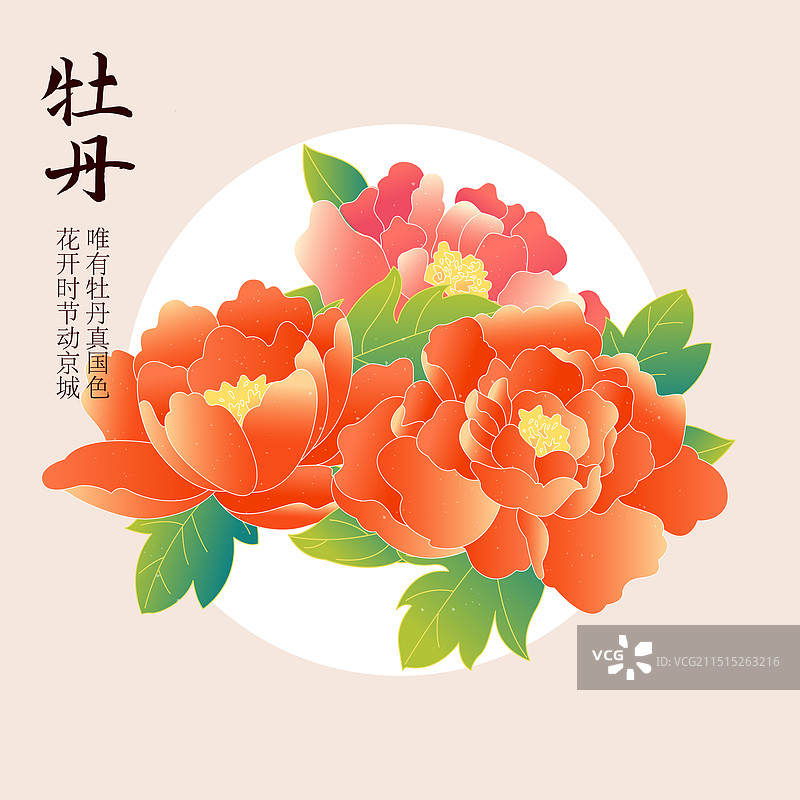 国风牡丹芍药花卉矢量插画海报图片素材